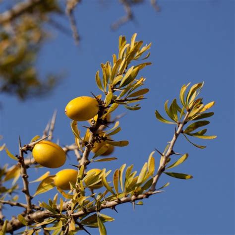 The Curious Story of Argan Oil: A Miracle in the Moroccan Desert ...