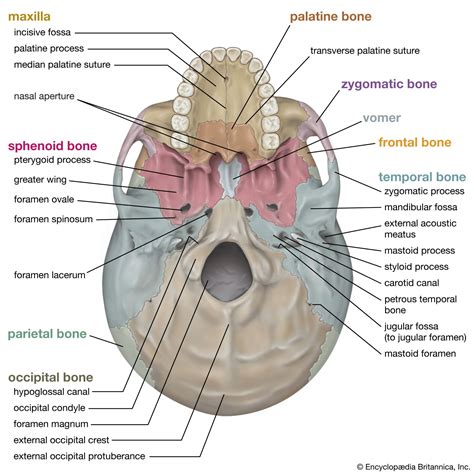 Human skeleton - Axial, Visceral, Bones | Britannica