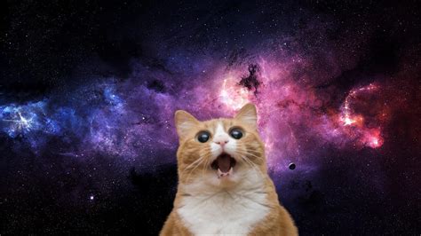 Funny Space Cat Wallpaper - PetsWall