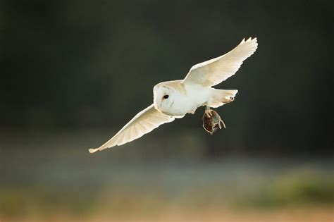 Hunting Barn Owl - Peak District Wildlife Photography