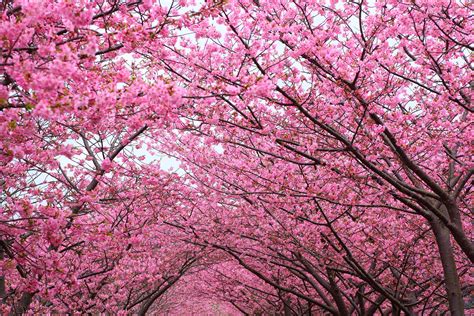 Pink Cherry Blossom Tree Wallpaper