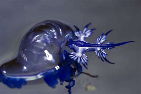 Marine Species: Glaucus Atlanticus • Scuba Diver Life