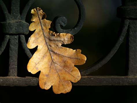 Free Images : tree, nature, branch, fence, wood, fall, autumn, close up, oak leaf, power ...