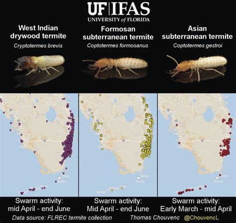 Invasive termite unfold monitored by UF | Information