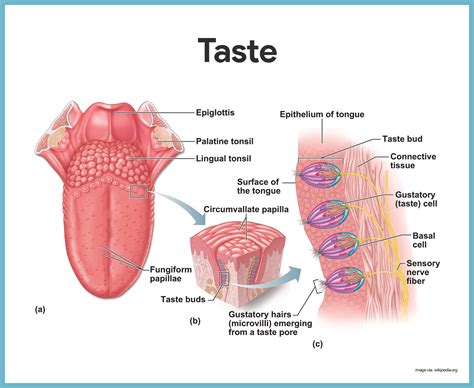 Special Senses Anatomy and Physiology - Nurseslabs