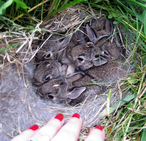 How Long Does A Mother Wild Rabbit Feed Her Babies at Sherry Pica blog