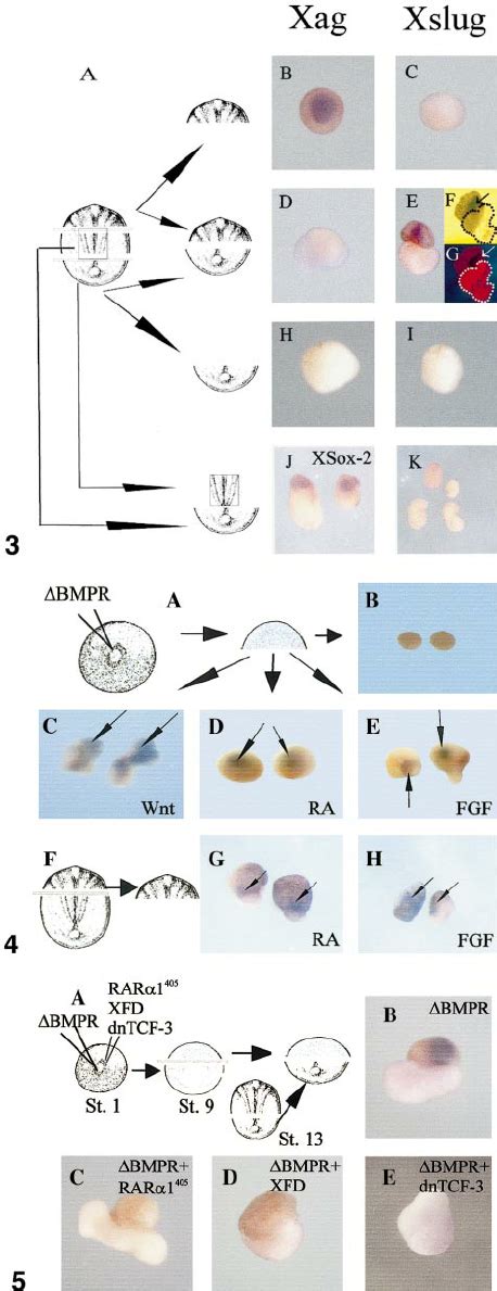 Neural crest markers induced by posteriorization of the anterior neural ...