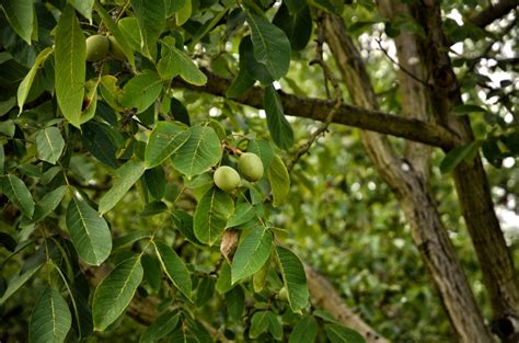 Growing Walnut Trees: FAQs and Answers - Garden.eco