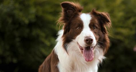 Top 10 Best Herding Dogs - PetlifeSA