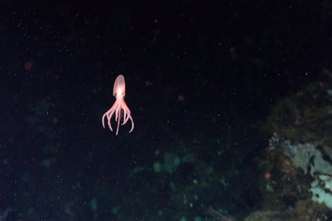 New octopus species discovered: 4 new species of deep-sea octopus ...