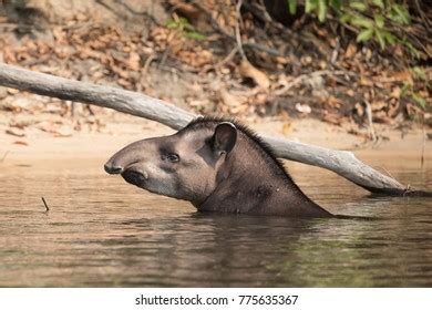 212 Swimming Tapir Images, Stock Photos & Vectors | Shutterstock