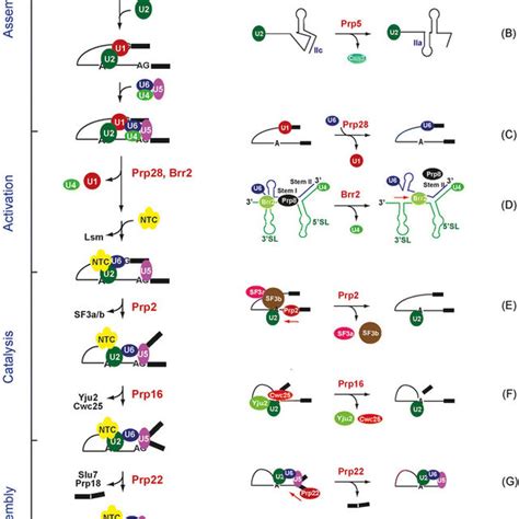 Schematic representation of the spliceosome pathway and the function of... | Download Scientific ...