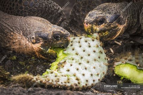 Galapagos giant tortoises — daylight, natural - Stock Photo | #167581386