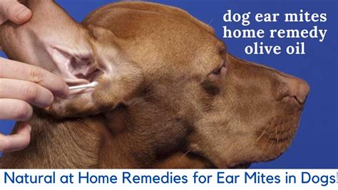 Home Remedies For Ear Mites In Puppies Online | istgeodez.com