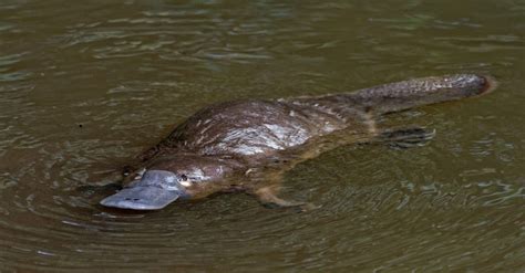 Platypus Teeth: Do Platypus Have Teeth? - IMP WORLD