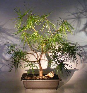 Japanese Umbrella Pine(sciadopitys verticillata)