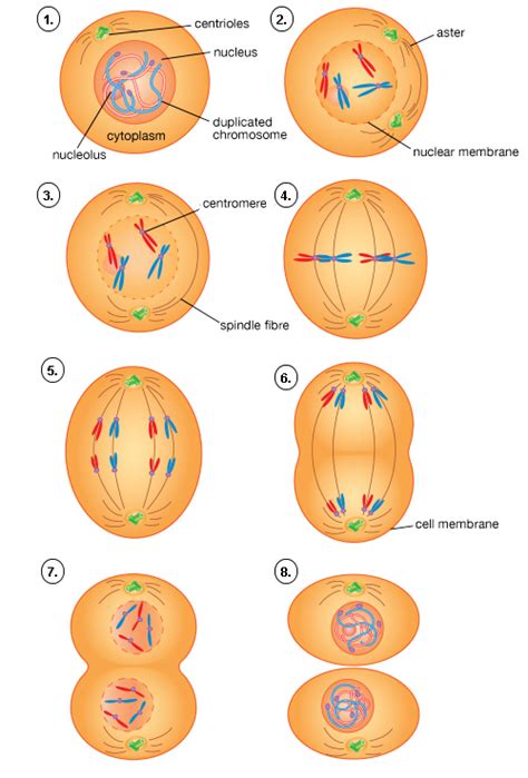 Mitosis Diagram