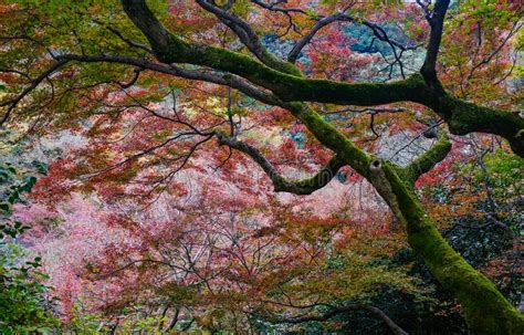 Autumn Scenery in Kyoto, Japan Stock Image - Image of maple, bridge: 96177143