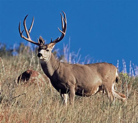 The State of Colorado's Mule Deer - Western Hunter