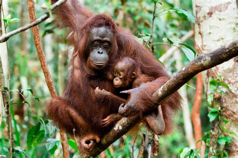 Spesis Orang Utan Borneo Semakin Terancam Dan Bakal Pupus