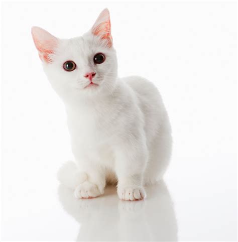 Munchkin Cat Personality: How Do Munchkin Cats Act?