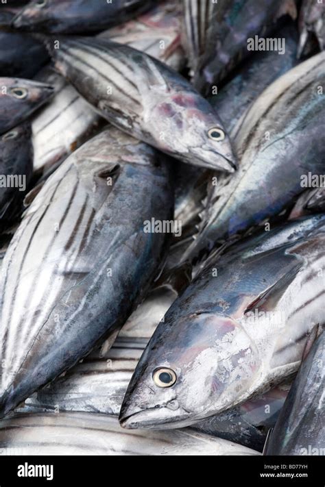 Dogtooth Tuna Stock Photo - Alamy