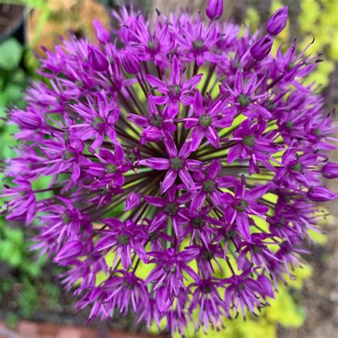 50 Seeds of Ornamental Allium 'purple Sensation' Great Cut Flower for Bouquets and Floral ...