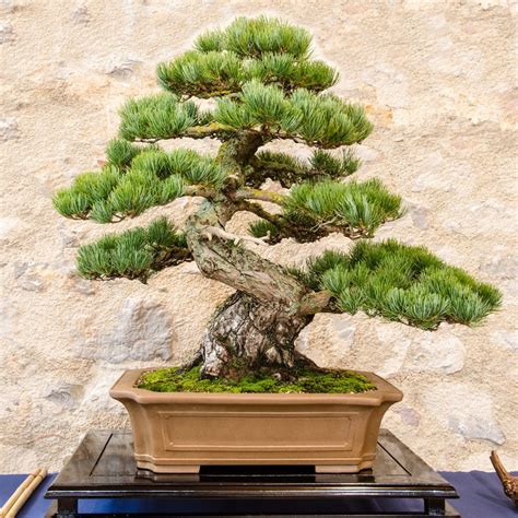 Great Bonsai Tree Size in 2023 Learn more here | earthysai