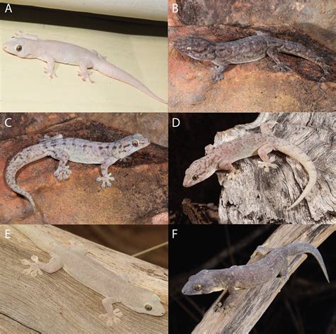 New species of gecko has been hiding in plain sight