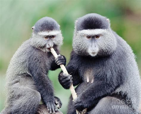 Two Monkeys Photograph by Pam Holdsworth