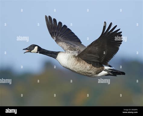 Canada goose in flight Stock Photo - Alamy