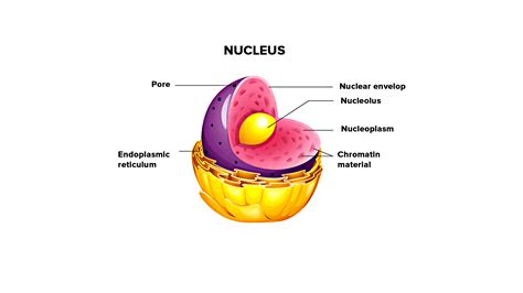 Draw a well labeled diagram of the nucleus.