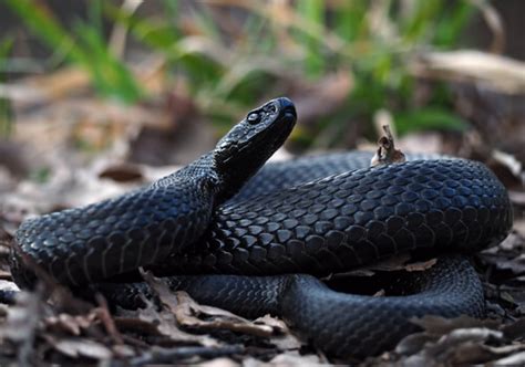 Black Racer Snake - Facts and Beyond | Biology Dictionary