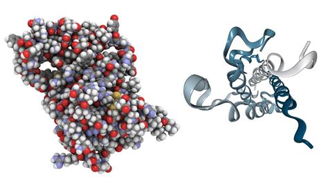 Growth hormone (GH) | Definition, Function, Deficiency, & Excess ...