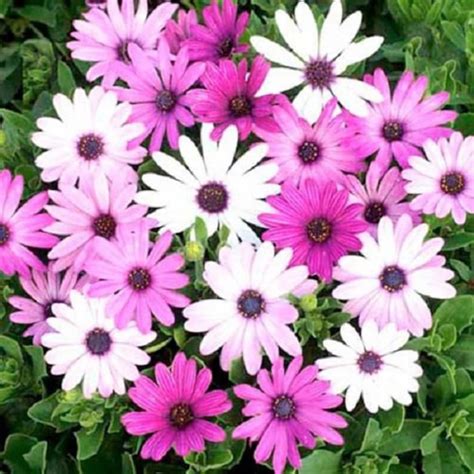 African Daisy Seeds Osteospermum Ecklonis Mix 25 Seeds - Etsy