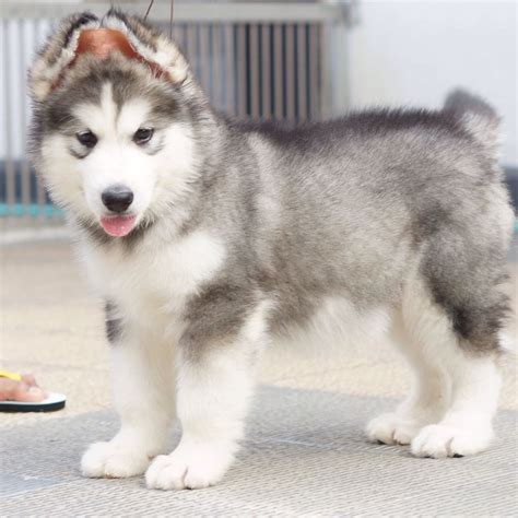 Mini Alaskan Malamute Puppy - Pets Lovers