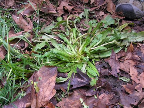 How To Find Edible Weeds - A Life Unprocessed