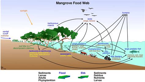 Food Chain In The Ocean Diagram | Animal Adoption Near