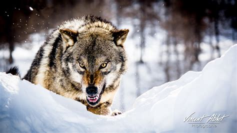 Angry Wolf by GamesOfLight on DeviantArt