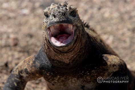 Ecuador Wildlife – Ramdas Iyer Photography