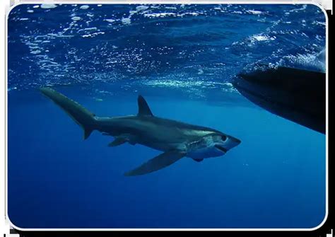 Bigeye Thresher Shark – Facts, Size, Behavior, Diet, Pictures