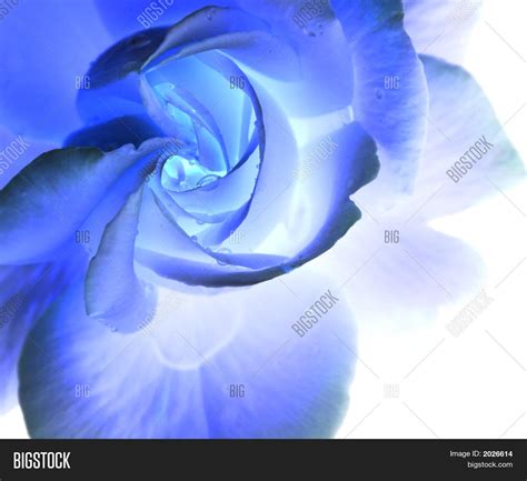 Ice Blue Rose Image & Photo (Free Trial) | Bigstock