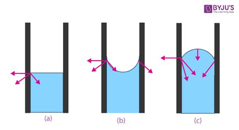 Adhesion and Cohesion Difference- Definition, Difference, examples and FAQS of Adhesion and ...