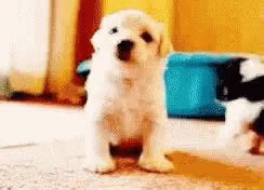 Hello Cute Puppy GIF - Hello CutePuppy - Discover & Share GIFs