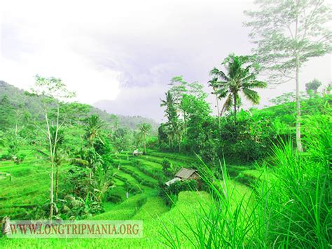 Inilah Foto Pemandangan Sawah Di Bali