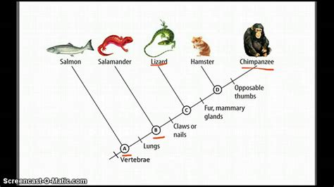 Cladogram