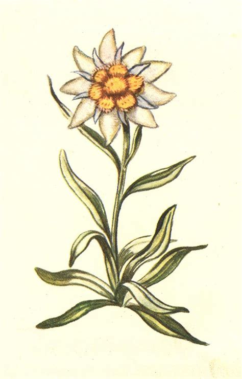 Edelweiss Flower Drawing at GetDrawings | Free download