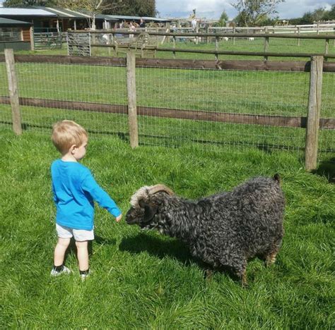 Animal fun at Kington Small Breeds Farm - Naptime Natter