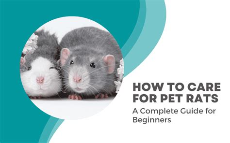 Rat Care 101: A Complete Rat Care Guide for Beginners | Animallama