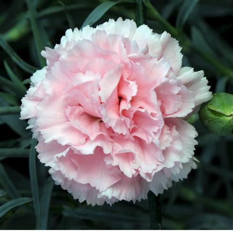 Carnations Flowers: Carnation Flower Gallery 7